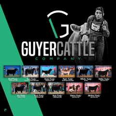 Guyer Cattle Company Steer & Heifer Sale - IL